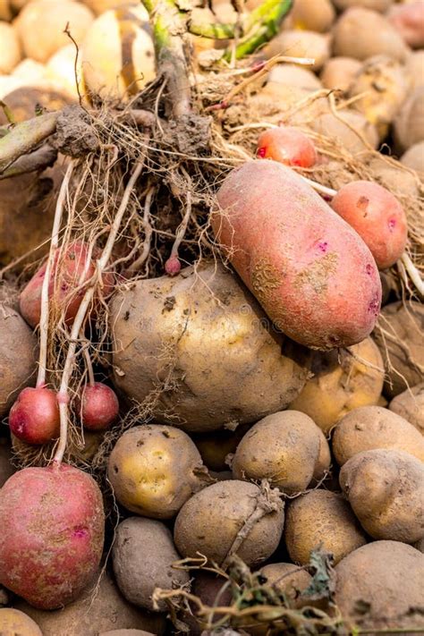 Potato Tuber After Harvesting Stock Photo Image Of Murphy Nature