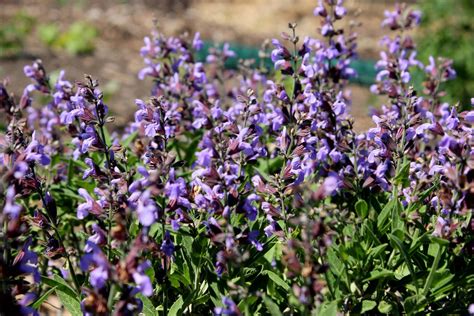 Purple Sage From The Garden Purple Sage Garden Plants