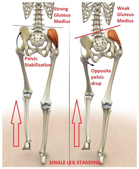 These muscles give the lower back the stability it's craving to cure pain quickly. Anatomy of the Hip - Osteopathy Singapore