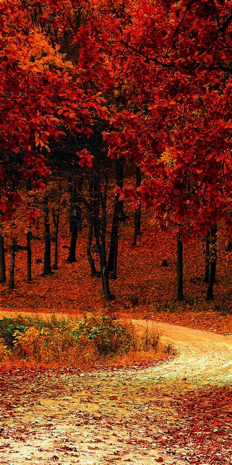 Autumn Park Fall Nature Tree Foliage 1080x2160 Wallpaper Fall