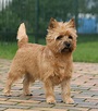 Small Dog Breeds - 15 Of The Most Popular Small Dogs