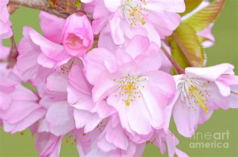 Cherry Blossom Cluster Photograph By Regina Geoghan Fine Art America