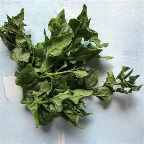 New Zealand Spinach Seeds Hudson Valley Seed Company