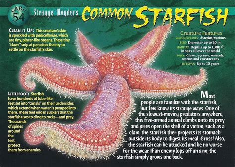 Common Starfish Weird N Wild Creatures Wiki Fandom Wild