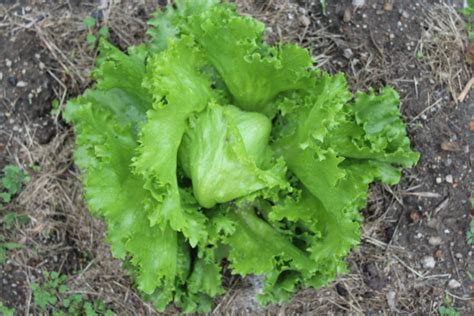 Growing Crispy Lettuce Leaves Erics Organic Garden