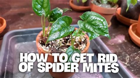 HOW TO GET RID OF SPIDER MITES ON HOUSEPLANTS Identifying And