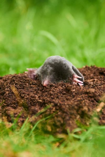 How To Deter Ground Moles And Voles From The Yard And Garden Naturally