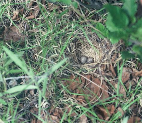 Davids Photo Gallery Nests M Z White Throated Sparrow Nest And Eggs