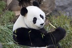 Giant Panda Breeding Update - Adelaide Zoo