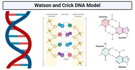 Describe Watson And Crick S Model Of The Dna Molecule