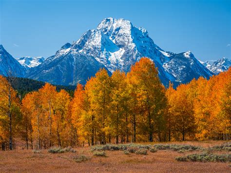 Flickriver Photoset Grand Teton National Park Aspens Autumn Colors