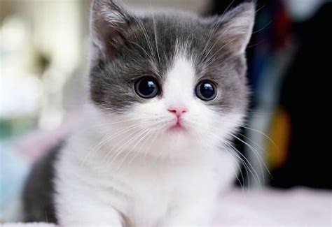 British Shorthair Munchkin Kittens Ready For Adoption Cats For Sale
