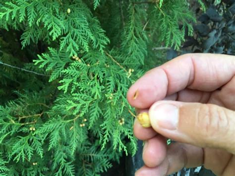 How To Grow White Cedar Trees From Seed