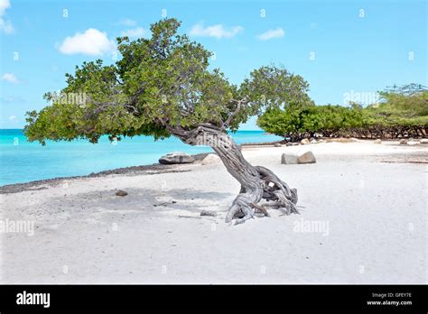 Divi Divi Tree On Aruba Island In The Caribbean Sea Stock Photo Alamy