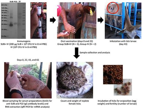 Frontiers Oral Vaccination With A Formulation Combining Rhipicephalus