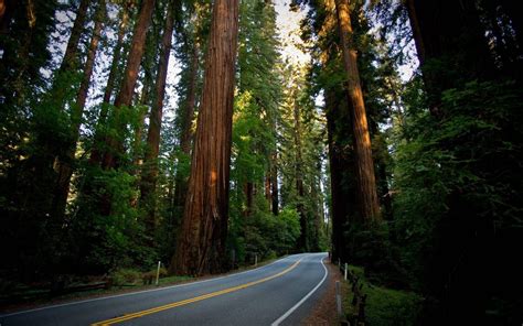 Redwood National Park Wallpapers Top Free Redwood National Park