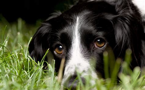 Dogs Border Collie Glance Grass Snout Hd Wallpaper Rare Gallery