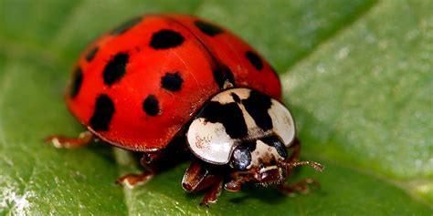 Bugs That Look Like Ladybugs Insect Cop