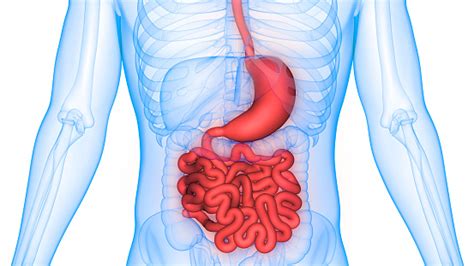 Human Digestive System Stomach With Small Intestine Anatomy Stock Photo