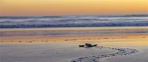 Las Baulas National Marine Park Costa Rica With Photos