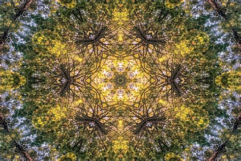 Kaleidoscopic Rainforest Digital Art By Errol Dsouza Fine Art America