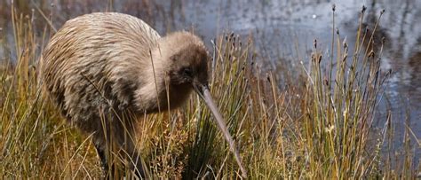 Top 120 What Is The National Animal Of New Zealand