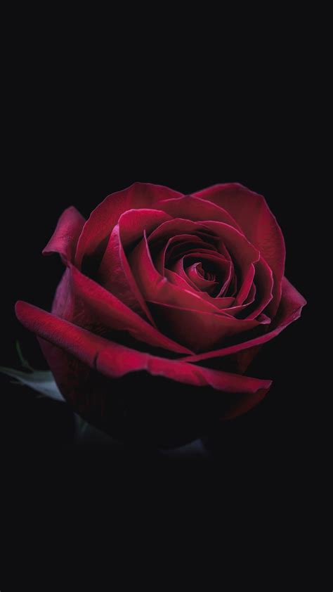 1080x1920 1080x1920 Rose Flowers Hd Oled Dark Black For Iphone 6