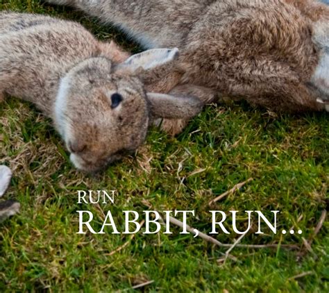Run Rabbit Run By Geoff Quansoon Blurb Books Uk
