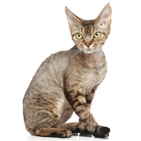 Devon Rex Cat Breed Profile Personality Facts