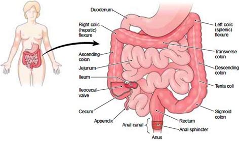 Difference between small and large intestine. Stomach. Functions of the Stomach. Small and Large Intestine