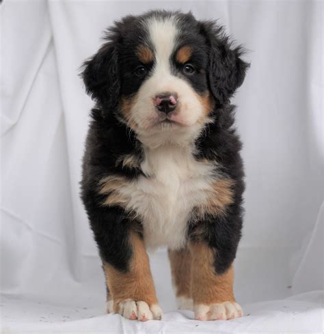 Akc Registered Bernese Mountain Dog For Sale Millersburg Oh Male Ric