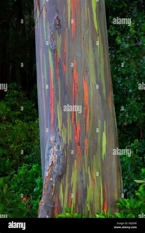 Rainbow Eucalyptus Tree On The Hana Highway Maui Hawaii Stock Photo