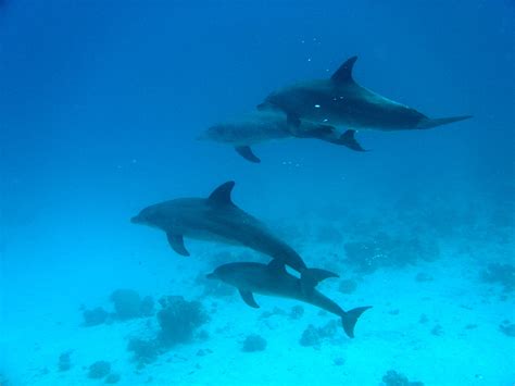 Dolphins Value Good Friends And Relatives Dolphin Way