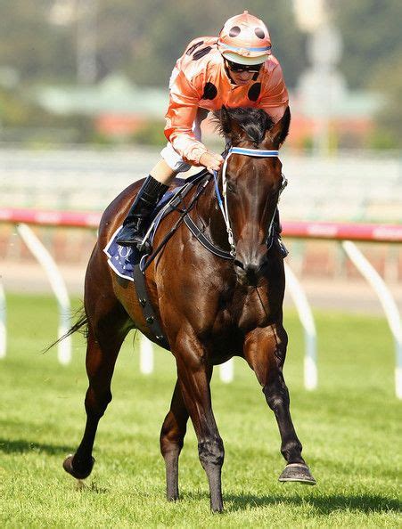 She was not only his first drive, but was also the first horse that returned to the winner's circle sporting schilliaci's maroon and gold colors. Black Caviar | Horses, Cute horses, Thoroughbred horse