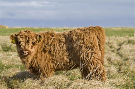Highland Cattle Stock Image Image Of Industry Cattle 41969787