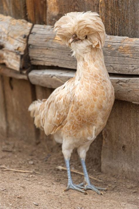 Polish Chicken Breed Review Is It For You