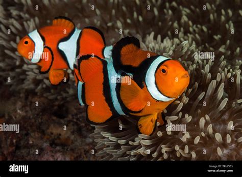 Pair Of Clownfish Hi Res Stock Photography And Images Alamy
