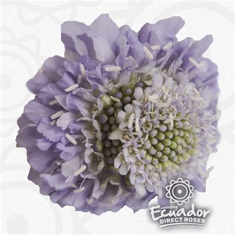 Lavender Scabiosa Flowers Ecuador Direct Roses