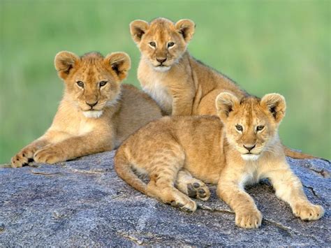 3 Lion Cubs Smithsonian Photo Contest Smithsonian Magazine