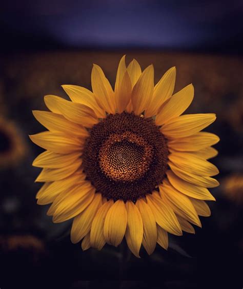Sunflower ? | Sunflower pictures, Sunflower photography, Sunflower art