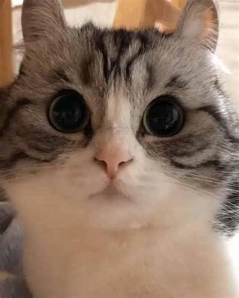 Cute Cat With Big Eyes Video In 2020 Cats With Big Eyes Cute