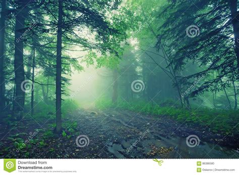 Fantasy Foggy Forest Stock Photo Image Of Lush Foliage