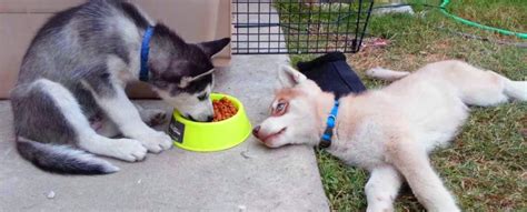 I may be sometimes complicated for pet owners to figure out how to feed huskies and what the best dog food for huskies is among commercial brands. Food For Siberian Husky | Good Puppy Food | Dog Food
