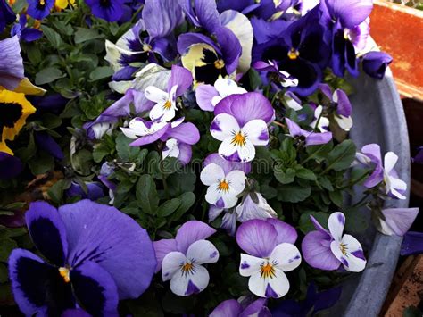 Viola Or Pansy Flowers In The Garden Stock Photo Image Of Garden