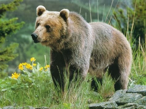 Grizzly Bears Animals Wallpaper 13128534 Fanpop