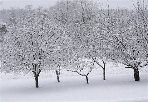Snowy Orchard Photograph By Peter Feo Fine Art America