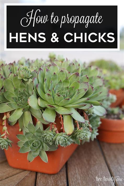 How To Re Plant Hens And Chicks Hens And Chicks Succulent Garden Diy
