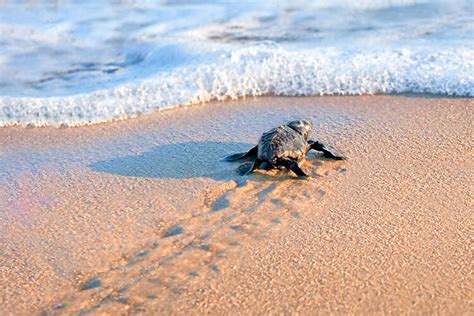 Sea Turtles Bellows Air Force Station