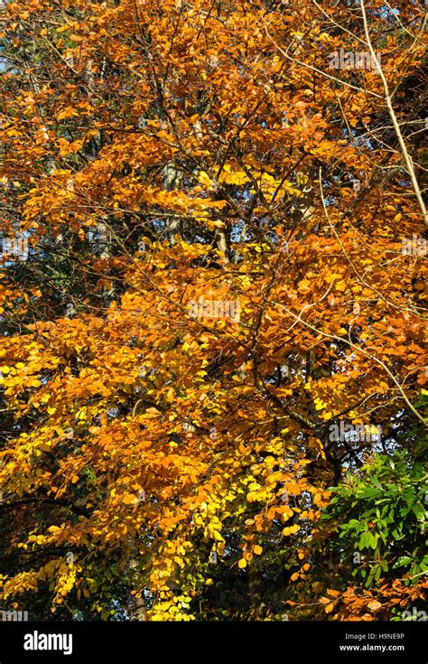 Beech Tree Scotland Stock Photos And Beech Tree Scotland Stock Images Alamy