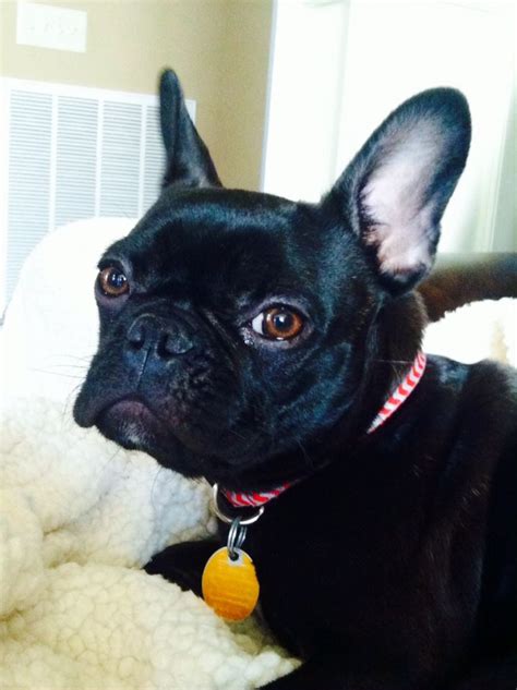 Loulou The Frenchton French Bulldog And Boston Terrier Mix Terrier Mix